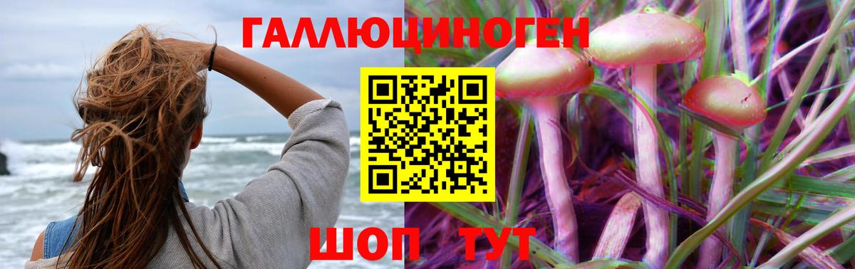 Псилоцибиновые грибы Psilocybe Новосибирск